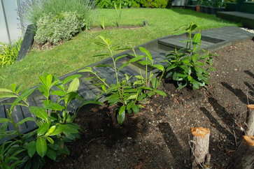 Heidelbeeren pflanzen erde Heidelbeeren pflanzen erde