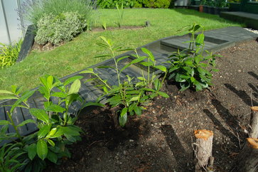 Heidelbeeren pflanzen erde