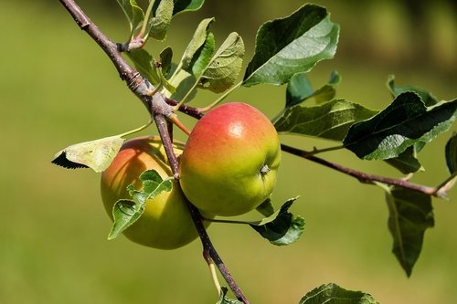 Weißanstrich und Leim für Obstbäume Immergrün